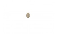 Colgante concha cowrie...