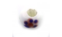 Cuenta cristal murano 12x9...